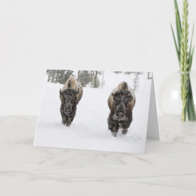 USA, WY, Yellowstone NP, American Bison (Bison Card (Front)