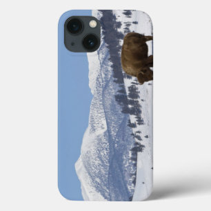USA, WY, Yellowstone NP, American Bison Bison iPhone 13 Case