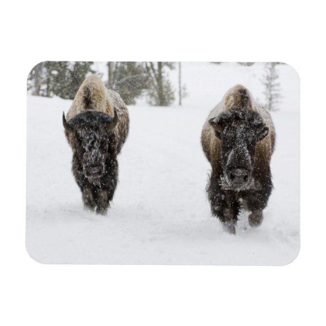 USA, WY, Yellowstone NP, American Bison (Bison Magnet (Horizontal)