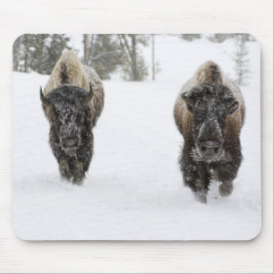 USA, WY, Yellowstone NP, American Bison (Bison Mouse Mat