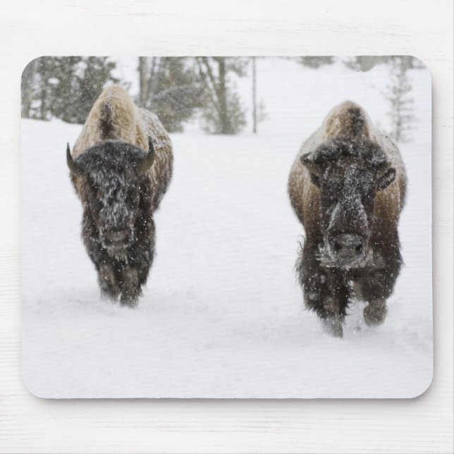 USA, WY, Yellowstone NP, American Bison (Bison Mouse Mat (Front)