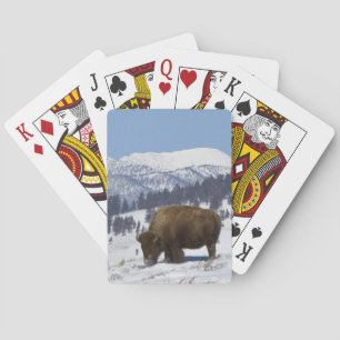 USA, WY, Yellowstone NP, American Bison Bison Playing Cards
