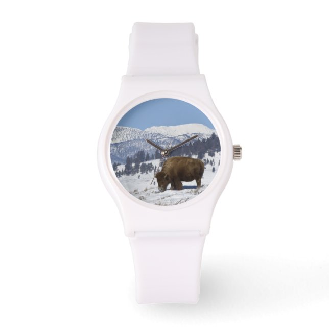 USA, WY, Yellowstone NP, American Bison Bison Watch (Front)