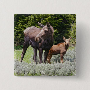 USA, Wyoming, Bighorn Mountains, moose Alces 15 Cm Square Badge