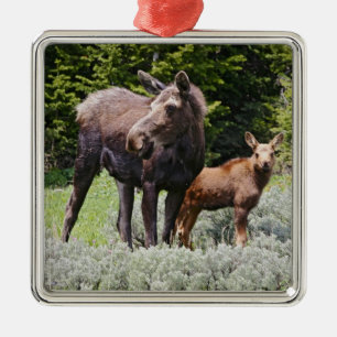USA, Wyoming, Bighorn Mountains, moose Alces Metal Tree Decoration