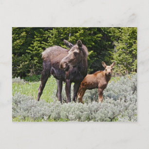 USA, Wyoming, Bighorn Mountains, moose Alces Postcard