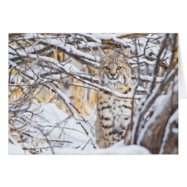 USA, Wyoming, Bobcat (Front Horizontal)