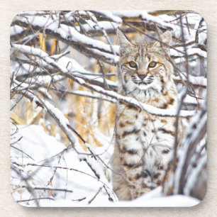USA, Wyoming, Bobcat Coaster