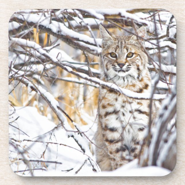 USA, Wyoming, Bobcat Coaster (Front)