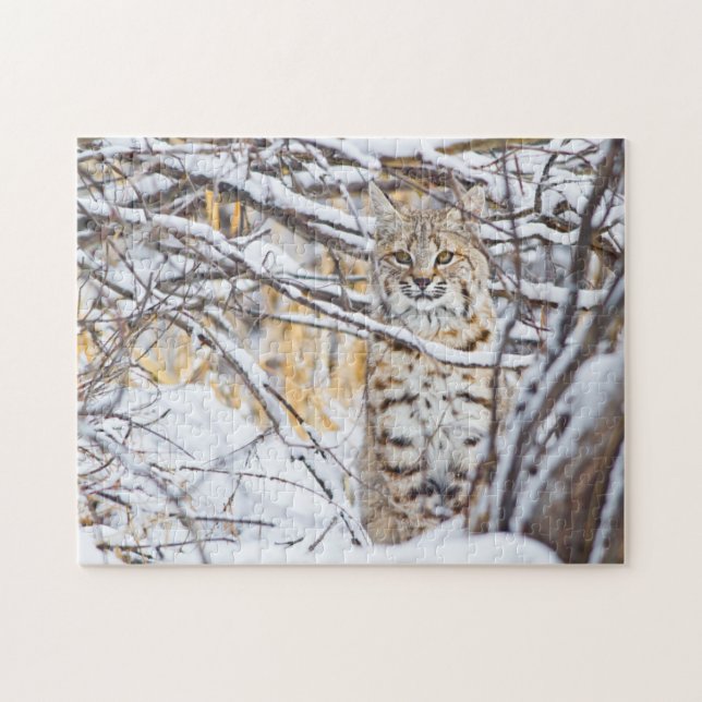 USA, Wyoming, Bobcat Jigsaw Puzzle (Horizontal)