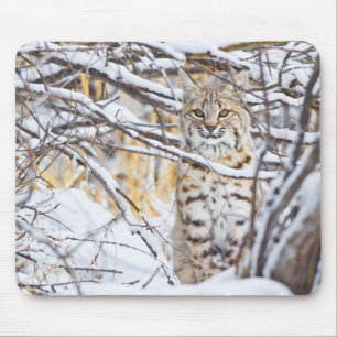 USA, Wyoming, Bobcat Mouse Mat