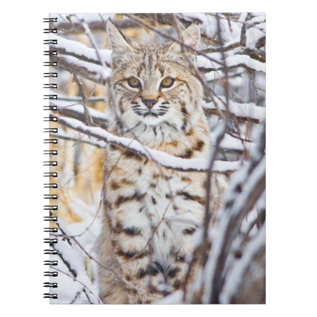 USA, Wyoming, Bobcat Notebook (Front)
