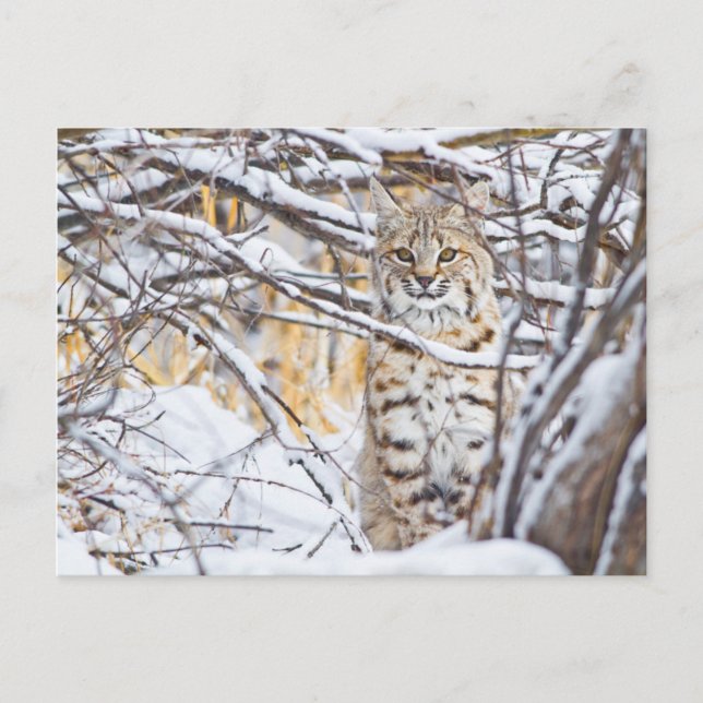 USA, Wyoming, Bobcat Postcard (Front)