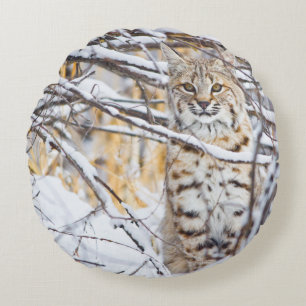 USA, Wyoming, Bobcat Round Cushion