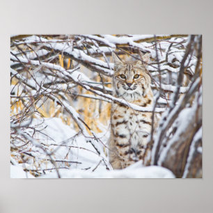 USA, Wyoming, Bobcat sitting in snow-covered Poster