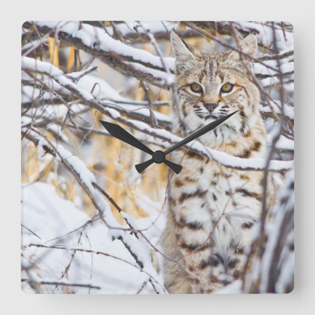 USA, Wyoming, Bobcat sitting in snow-covered Square Wall Clock (Front)
