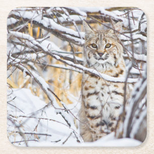 USA, Wyoming, Bobcat Square Paper Coaster