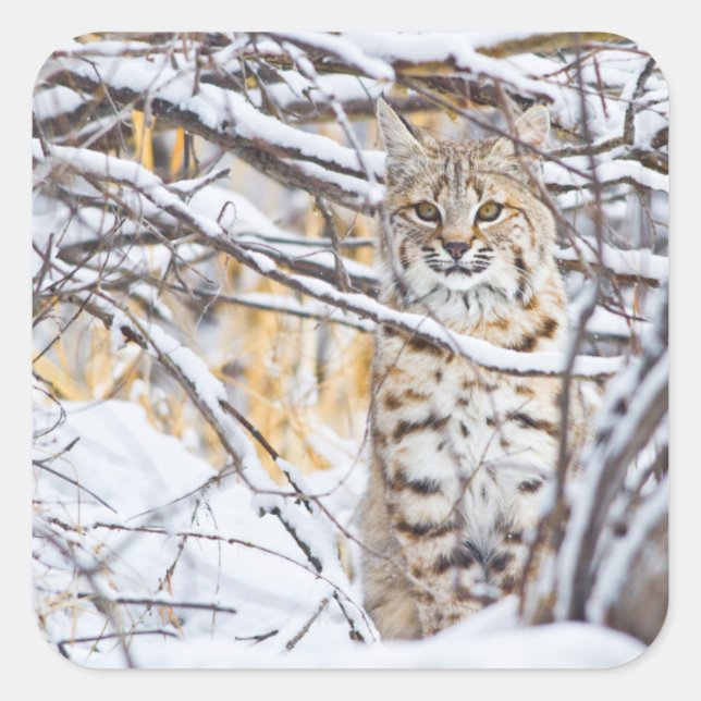 USA, Wyoming, Bobcat Square Sticker (Front)