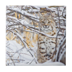 USA, Wyoming, Bobcat Tile