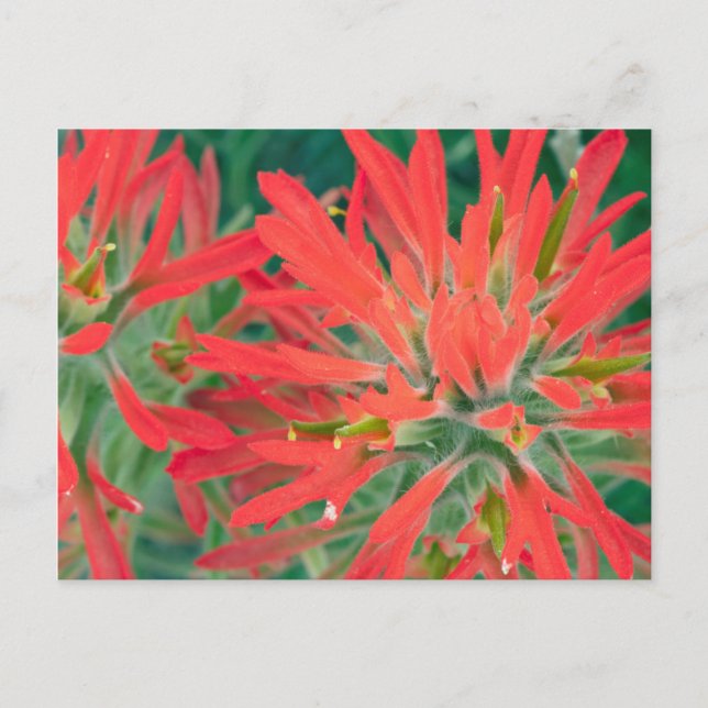 USA, Wyoming, Close-up of Desert Paintbrush Postcard (Front)