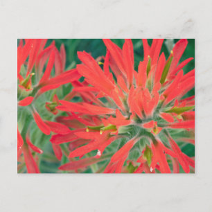 USA, Wyoming, Close-up of Desert Paintbrush Postcard