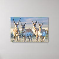 USA, Wyoming, Four Pronghorn antelope bucks