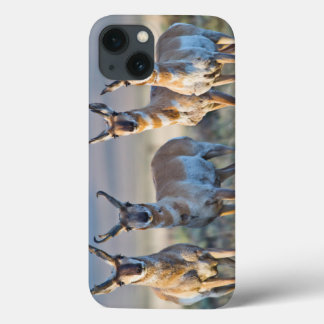 USA, Wyoming, Four Pronghorn antelope bucks iPhone 13 Case