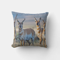 USA, Wyoming, Four Pronghorn antelope bucks