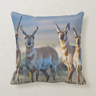 USA, Wyoming, Four Pronghorn antelope bucks Cushion