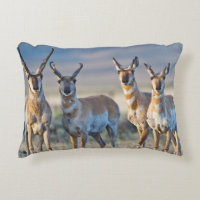 USA, Wyoming, Four Pronghorn antelope bucks