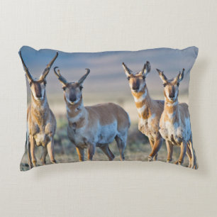 USA, Wyoming, Four Pronghorn antelope bucks Decorative Cushion