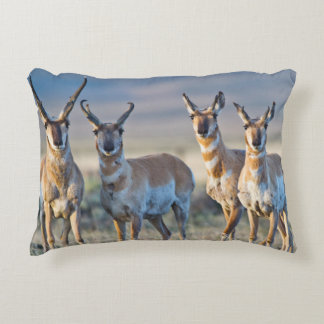 USA, Wyoming, Four Pronghorn antelope bucks Decorative Cushion
