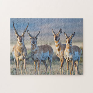 USA, Wyoming, Four Pronghorn antelope bucks Jigsaw Puzzle