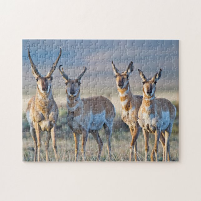 USA, Wyoming, Four Pronghorn antelope bucks Jigsaw Puzzle (Horizontal)