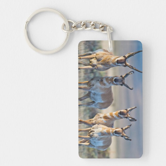 USA, Wyoming, Four Pronghorn antelope bucks Key Ring (Front)