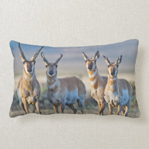 USA, Wyoming, Four Pronghorn antelope bucks Lumbar Cushion