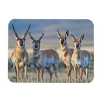 USA, Wyoming, Four Pronghorn antelope bucks