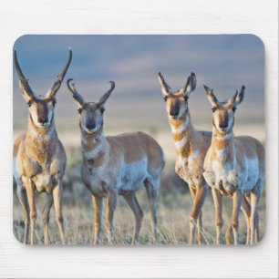USA, Wyoming, Four Pronghorn antelope bucks Mouse Mat