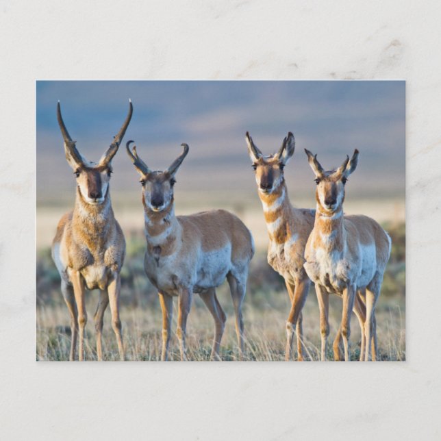 USA, Wyoming, Four Pronghorn antelope bucks Postcard (Front)