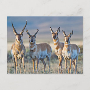 USA, Wyoming, Four Pronghorn antelope bucks Postcard