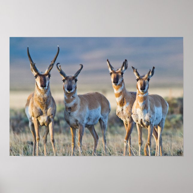 USA, Wyoming, Four Pronghorn antelope bucks Poster (Front)