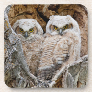 USA, Wyoming, Grand Teton National Park Coaster