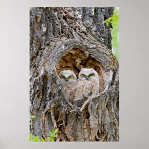 USA, Wyoming, Grand Teton National Park Poster