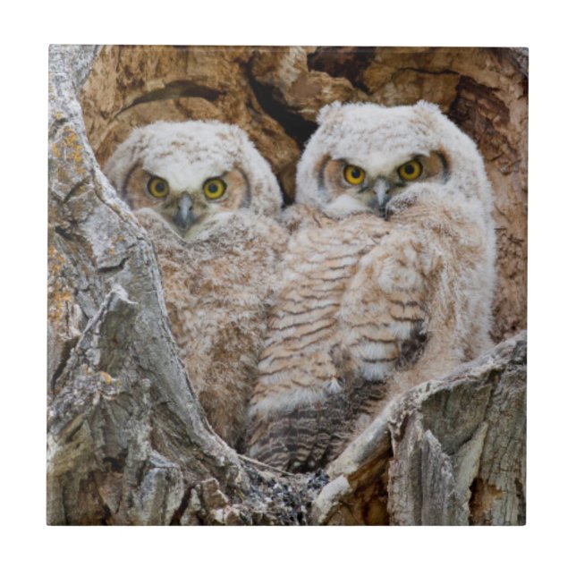 USA, Wyoming, Grand Teton National Park Tile (Front)