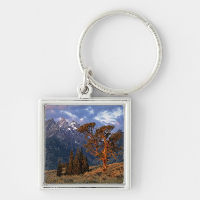 USA, Wyoming, Grand Teton NP. A lone cedar Key Ring (Front)