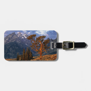 USA, Wyoming, Grand Teton NP. A lone cedar Luggage Tag