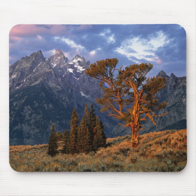 USA, Wyoming, Grand Teton NP. A lone cedar Mouse Mat (Front)