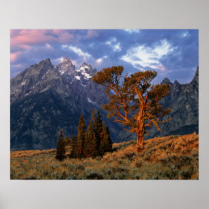 USA, Wyoming, Grand Teton NP. A lone cedar Poster