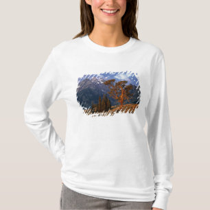 USA, Wyoming, Grand Teton NP. A lone cedar T-Shirt