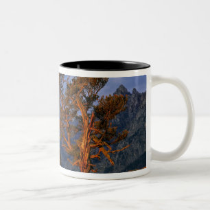USA, Wyoming, Grand Teton NP. A lone cedar Two-Tone Coffee Mug